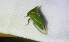 Stictocephala bisonia