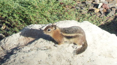 Callospermophilus lateralis