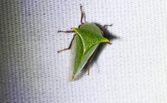 Stictocephala bisonia