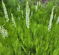 Platanthera dilatata