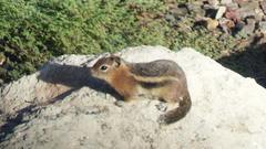 Callospermophilus lateralis