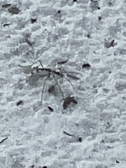 Ellipsoptera gratiosa