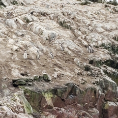 Spheniscus humboldti