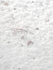 Ellipsoptera gratiosa