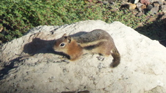 Callospermophilus lateralis