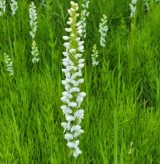Platanthera dilatata