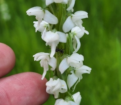 Platanthera dilatata