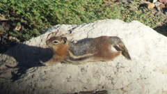 Callospermophilus lateralis