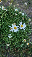 Leucanthemum × superbum