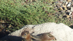 Callospermophilus lateralis