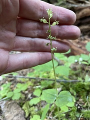 Neottia cordata