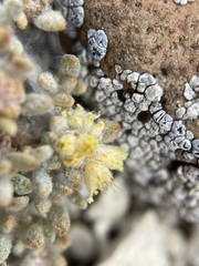 Eriogonum shockleyi