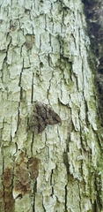 Catocala flebilis