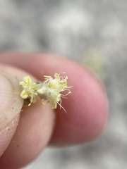 Eriogonum shockleyi