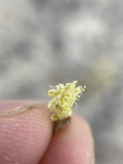 Eriogonum shockleyi