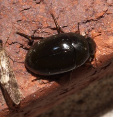 Tropisternus blatchleyi