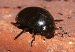 Tropisternus blatchleyi