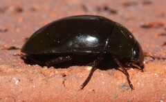 Tropisternus blatchleyi