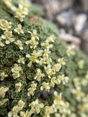 Lepidium nanum