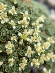 Lepidium nanum
