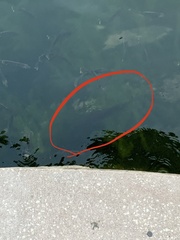 Micropterus floridanus