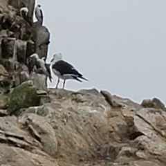 Larus belcheri