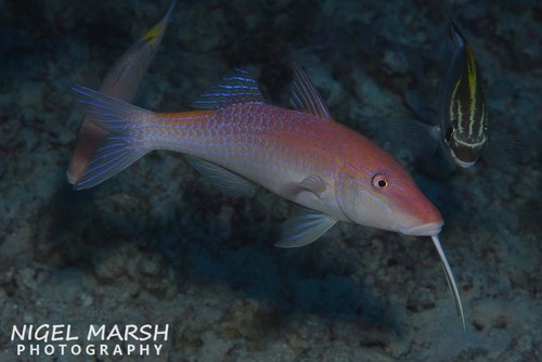 Goldsaddle Goatfish
