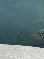 Micropterus floridanus