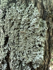 Physconia grumosa
