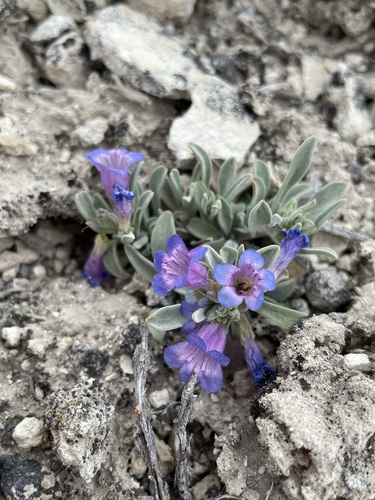 Image of Penstemon dolius by (c) Matt Berger, some rights reserved (CC BY)