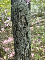 Physconia grumosa