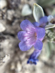Penstemon dolius