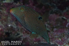 Canthigaster papua