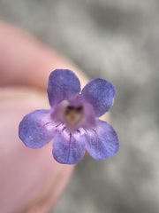 Penstemon dolius