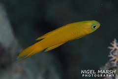 Gold Assessor Basslet photo 3