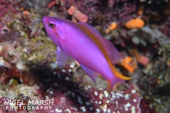 Mirolabrichthys tuka