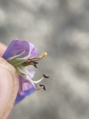 Penstemon dolius