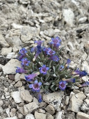 Penstemon dolius