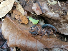 Centruroides edwardsii