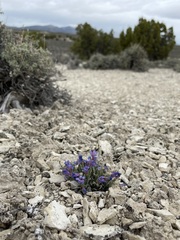 Penstemon dolius