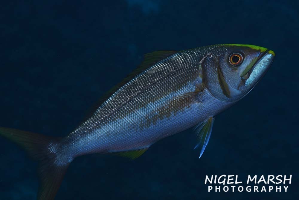 Small Toothed Jobfish