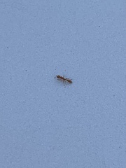 Pseudomyrmex pallidus