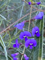 Hardenbergia