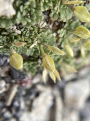 Lepidium nanum