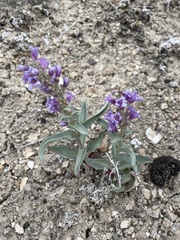 Penstemon immanifestus