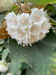 Dombeya wallichii