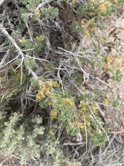 Artemisia spinescens
