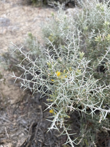 Image of Tetradymia nuttallii by (c) Matt Berger, some rights reserved (CC BY)