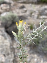 Tetradymia nuttallii
