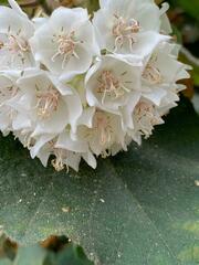 Dombeya wallichii